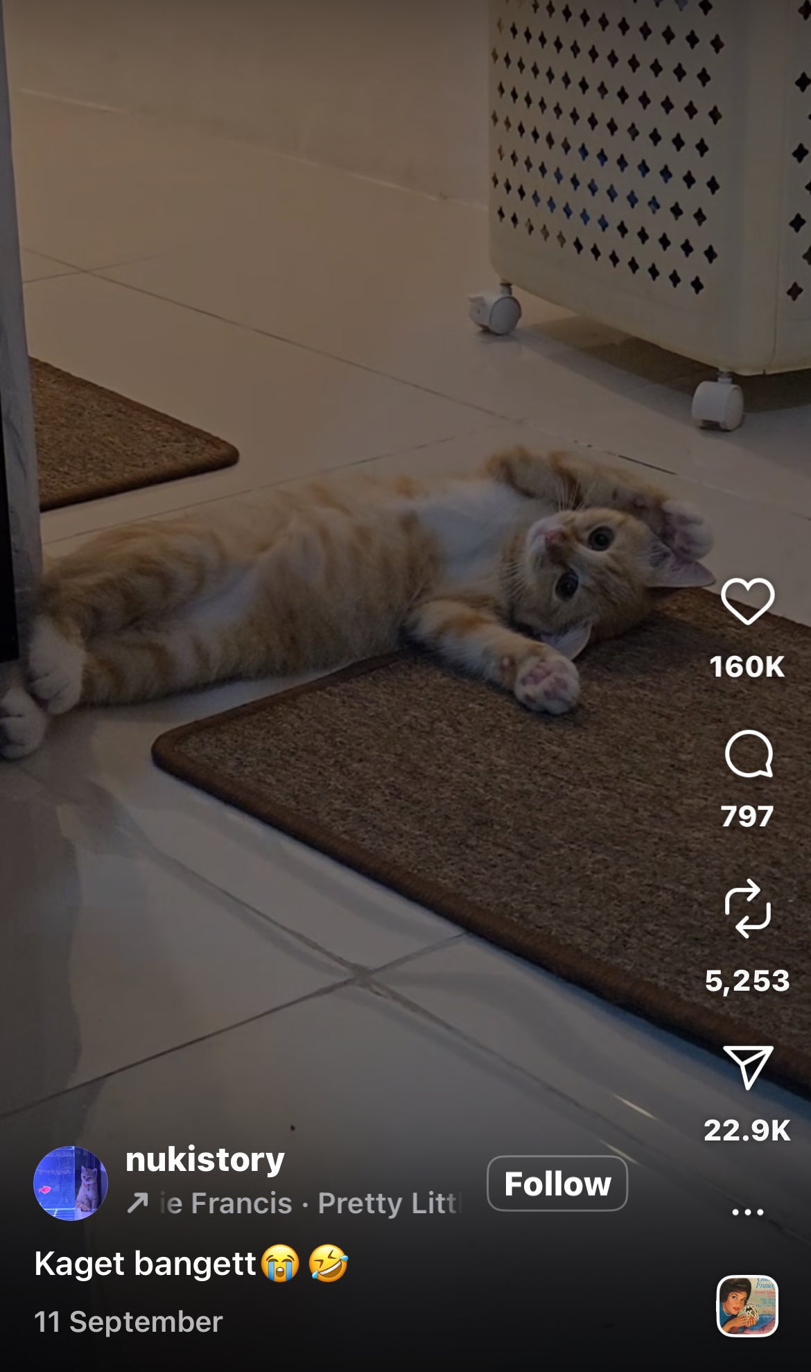 Adorable Cat Blocks Doorway