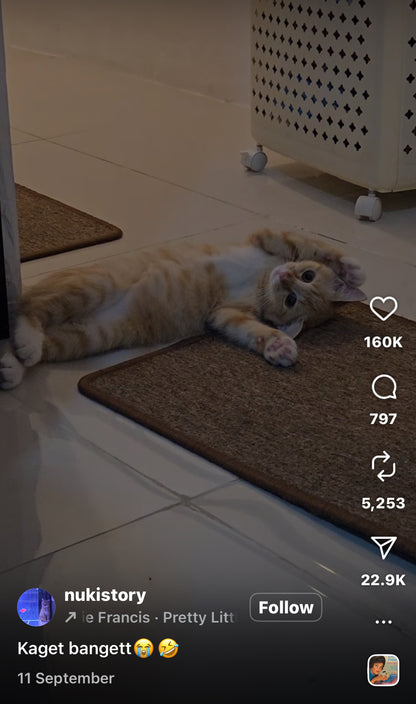 Adorable Cat Blocks Doorway