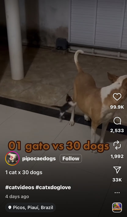 Kitten Singlehandedly Takes on a Large Group of Dogs