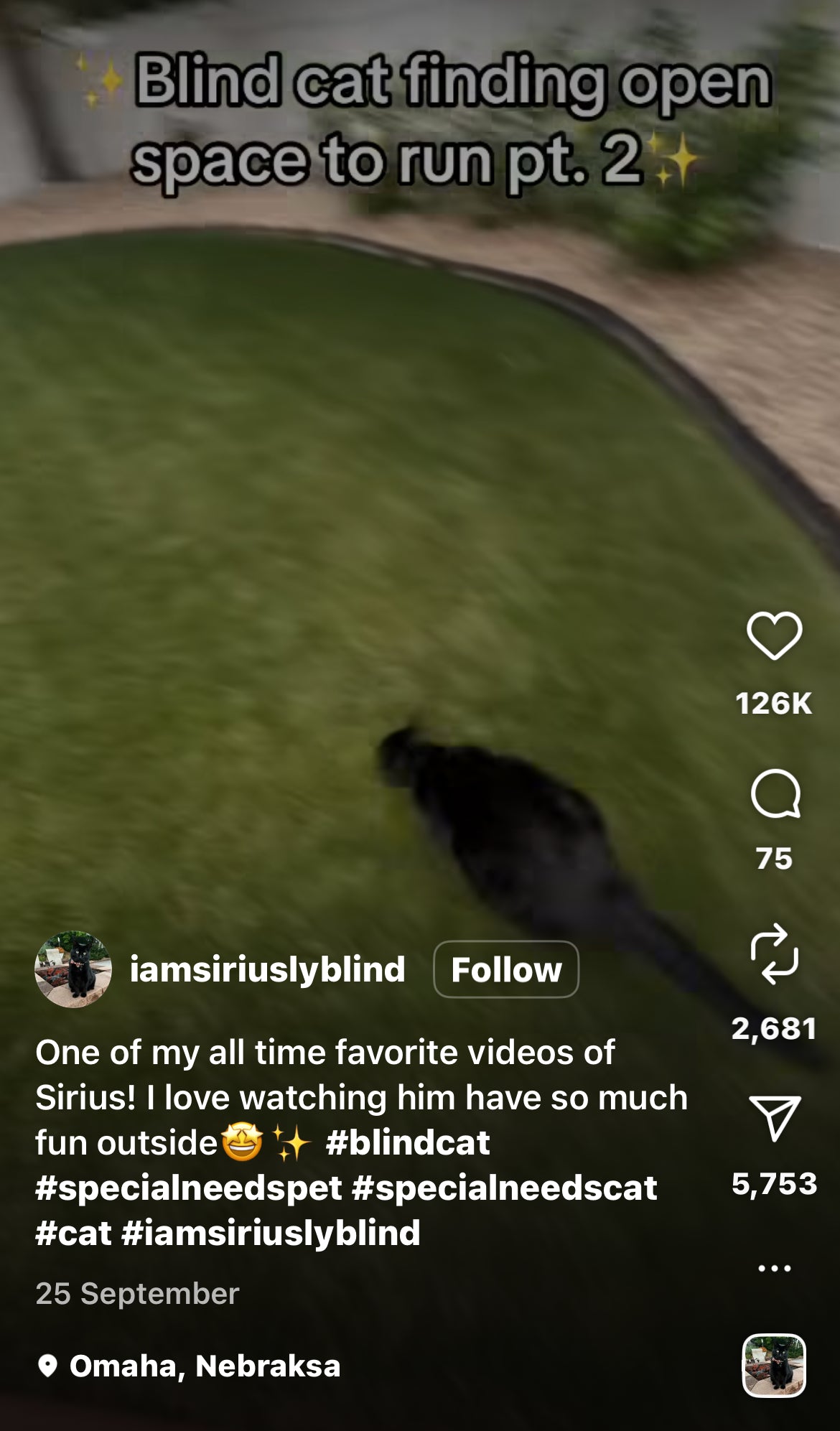 Blind Cat Joyfully Finds Open Space to Run