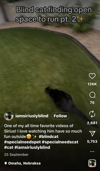 Blind Cat Joyfully Finds Open Space to Run
