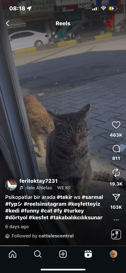 Cat Gets Jump-Scared by His Rival