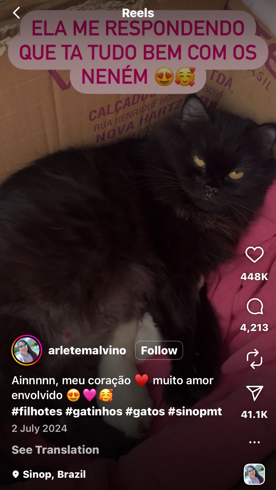 Rescued Cat Relaxes with Her Newborn Kittens