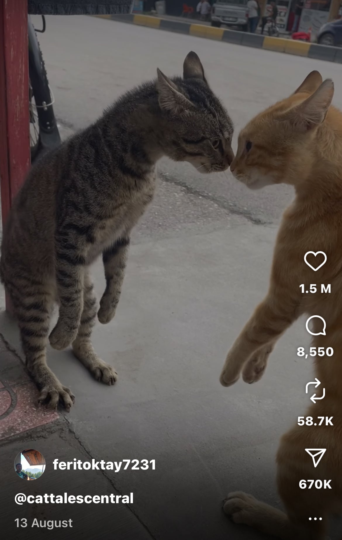 Two Cats Face Off in Hilarious Street Standoff