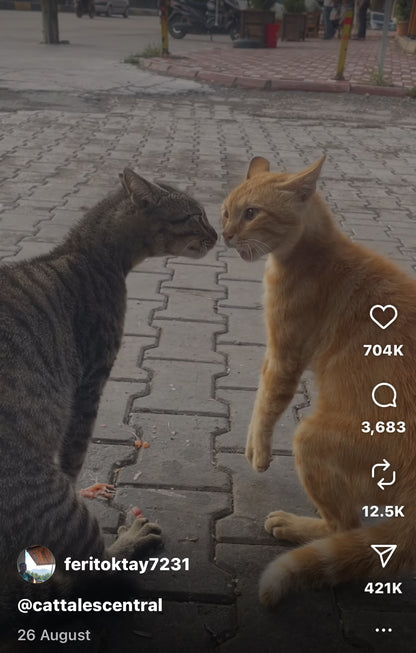 Street Cats’ Intense Face-Off Gets Hilariously Interrupted