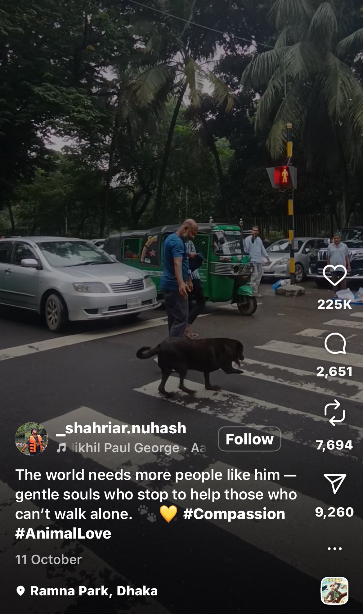 Man Stops Traffic to Help Disabled Dog Cross the Road