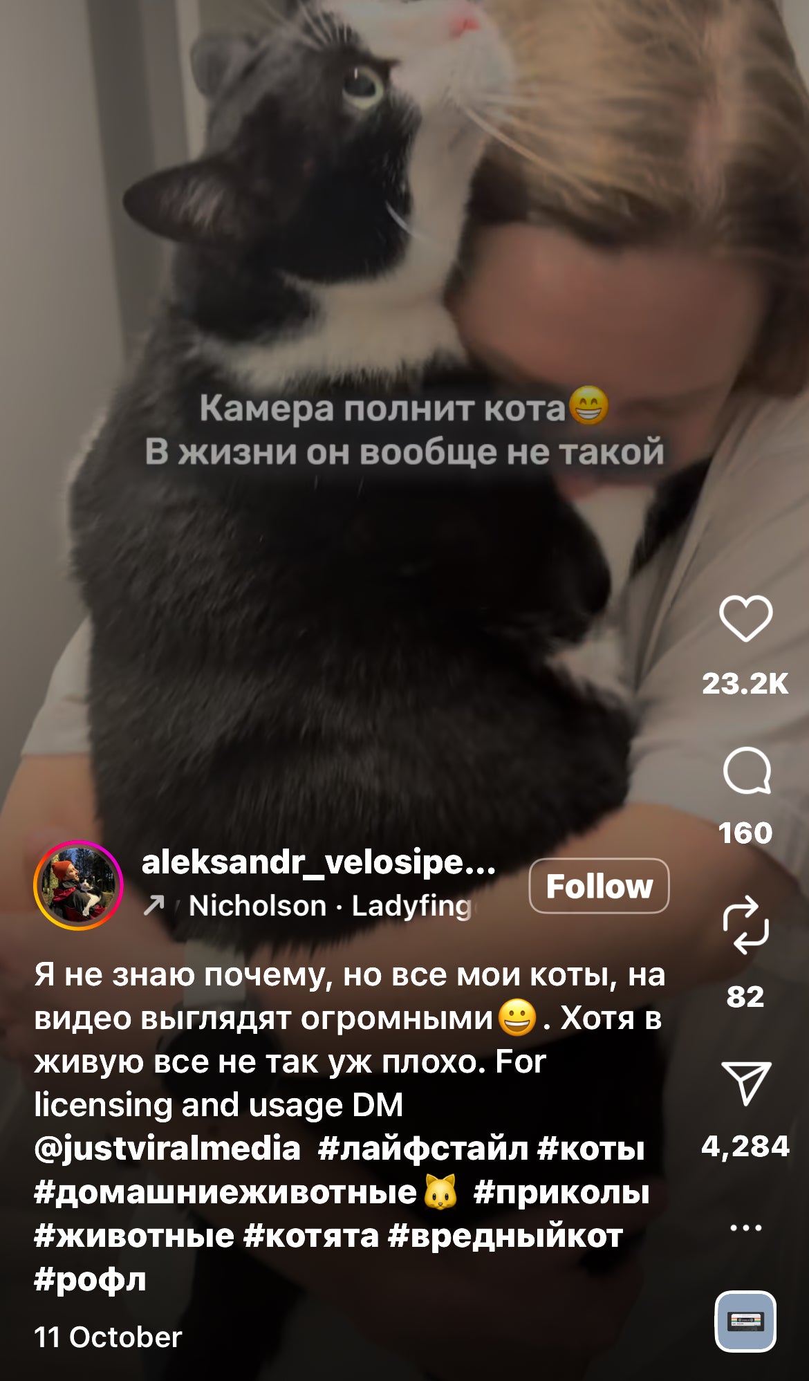 Big Cat Melts into Owner’s Arms for Kisses and Cuddles