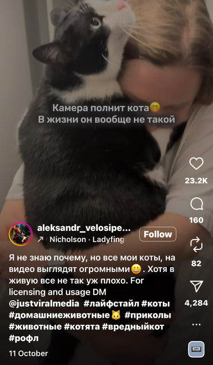 Big Cat Melts into Owner’s Arms for Kisses and Cuddles