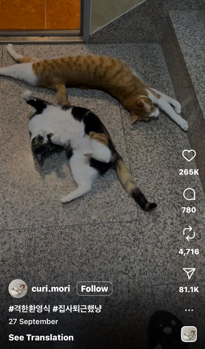 Cats Dramatically Collapse After Entering the House