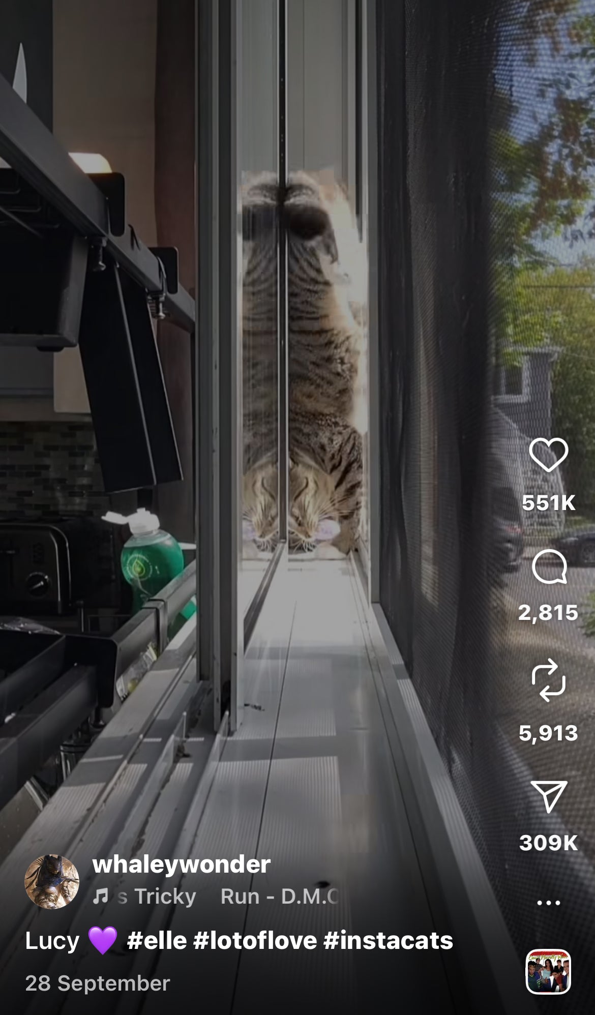 Cat Pulls Off Perfect Flip in a Tight Window Gap