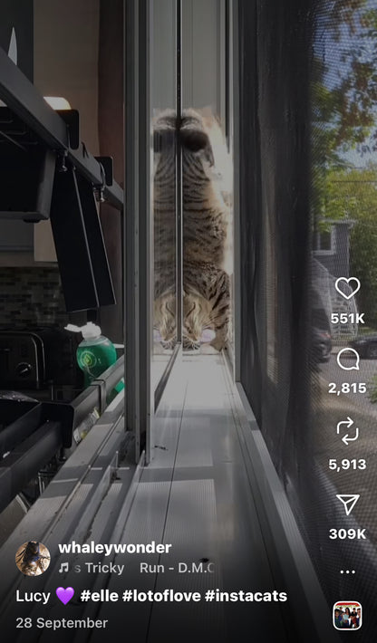 Cat Pulls Off Perfect Flip in a Tight Window Gap