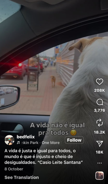 Stray Dog Longingly Watches Domestic Pup from the Street