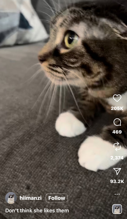 Cat Freaks Out Over Owner’s Cat-Ear Headphones