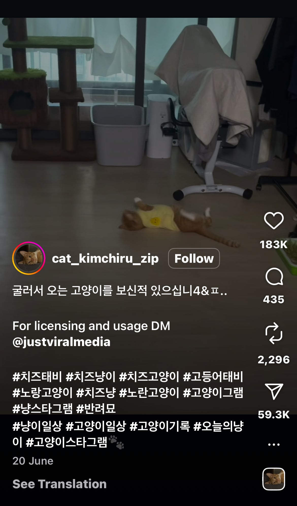 Cat Rolls Across the Floor Every Time It Hears Water Pouring