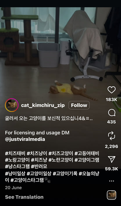 Cat Rolls Across the Floor Every Time It Hears Water Pouring