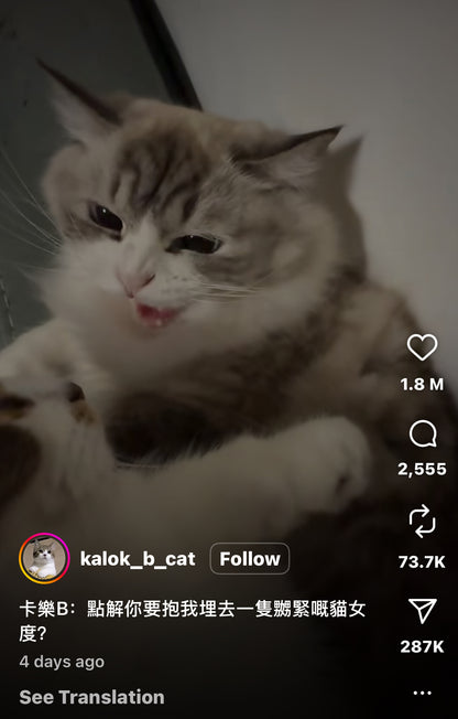 Cat Left Shocked After Getting Hissed At by Friend