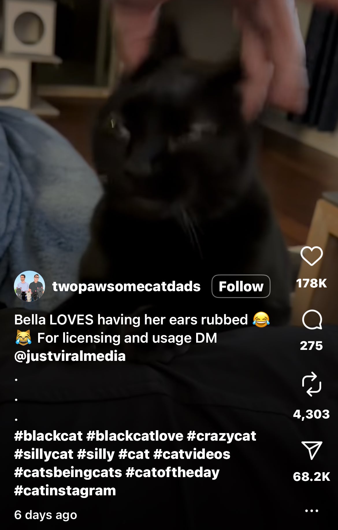 Cat Absolutely Loves Having Her Ears Rubbed