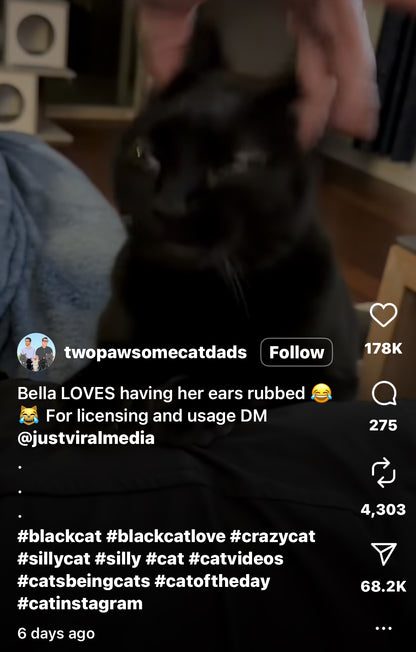 Cat Absolutely Loves Having Her Ears Rubbed