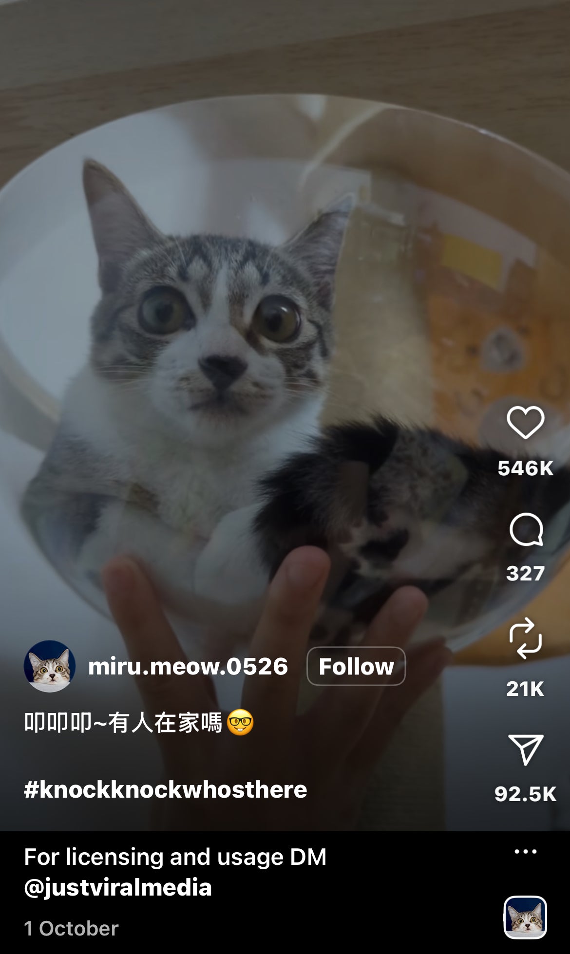 Cat Shocked After Owner Knocks on its Favourite Nap Spot