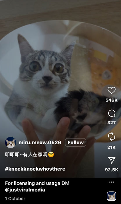 Cat Shocked After Owner Knocks on its Favourite Nap Spot