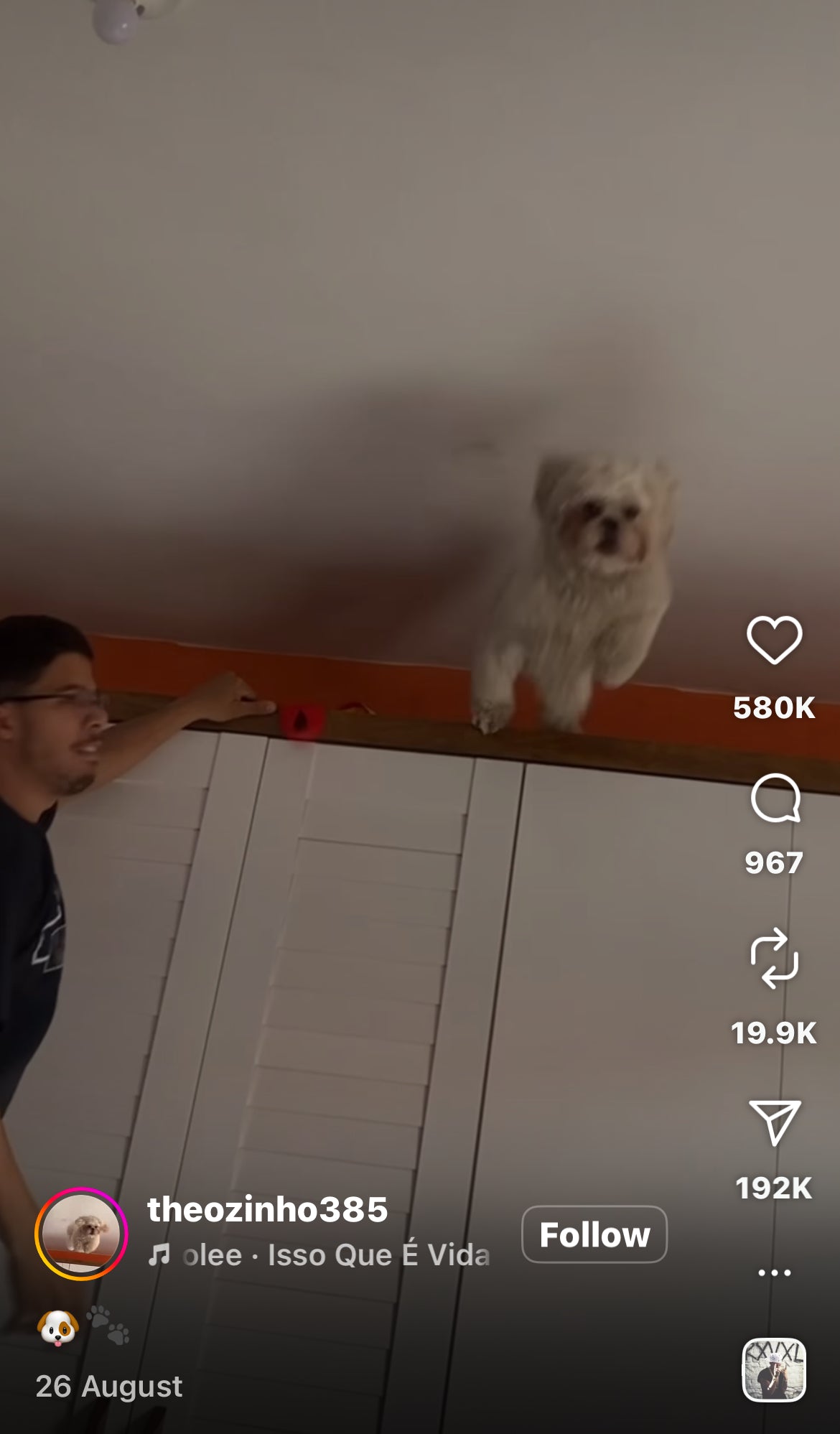 Dog Leaps Off Tall Shelf to Retrieve Toy Without Hesitation