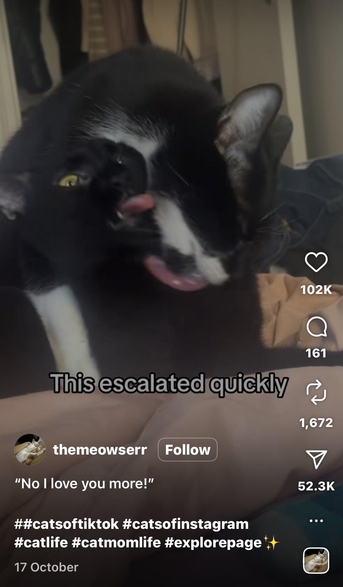 Cat Love Battle: When Grooming Turns Competitive