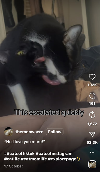 Cat Love Battle: When Grooming Turns Competitive