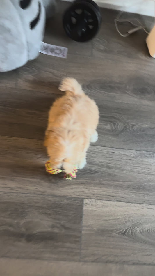Puppy Loves Getting Dragged and Sent Sliding Across the Floor