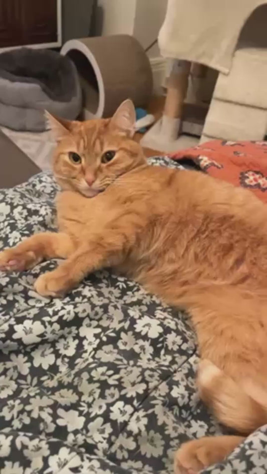 Orange Cat’s One Purpose is to Annoy her Brother