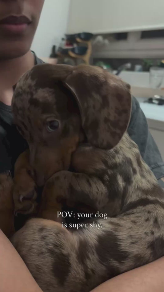 Shy Dog Cuddles Up in Owner's Arms