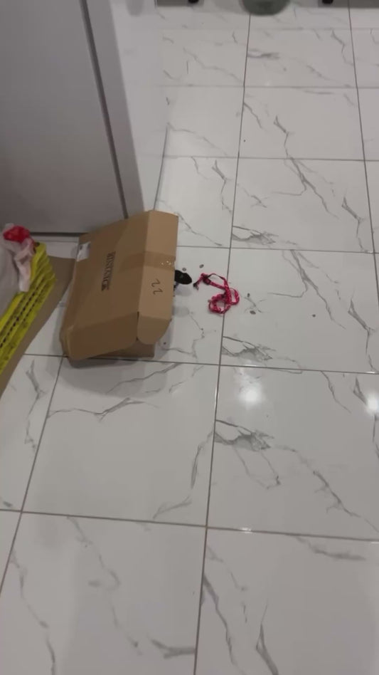 Cat Hilariously Lies in Cardboard Box