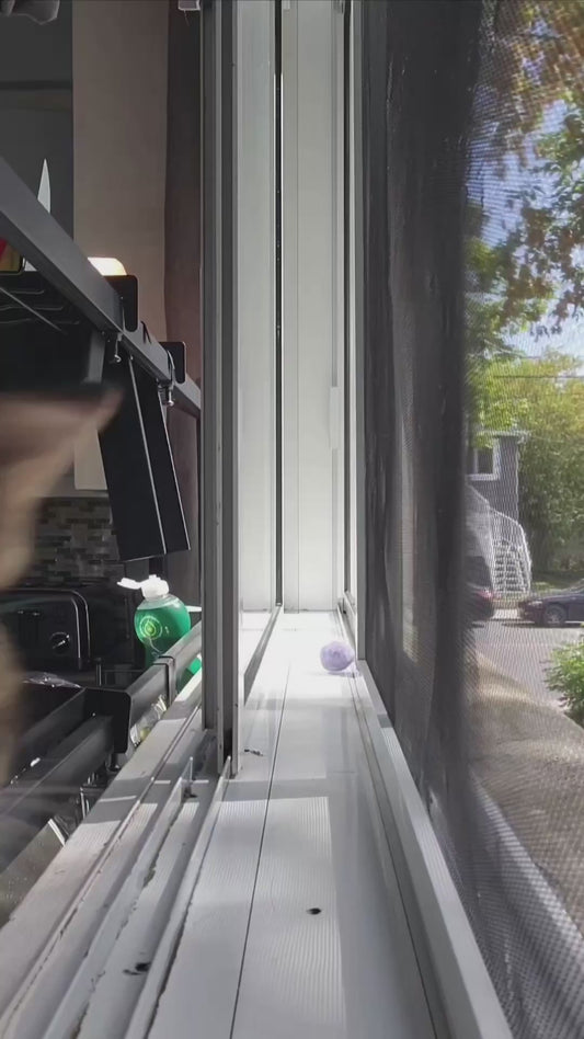 Cat Pulls Off Perfect Flip in a Tight Window Gap