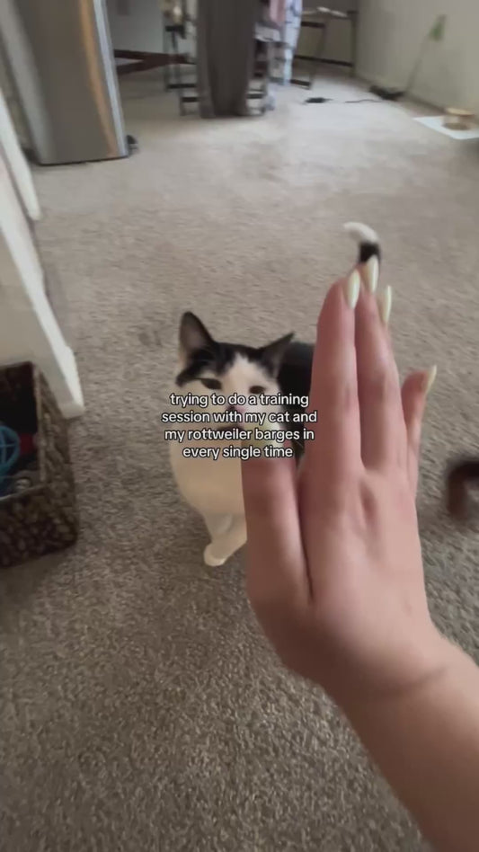 Rottweiler Continuously Interrupts Cat Training Session