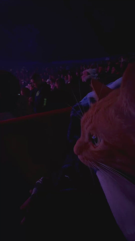 Cat Awestruck by Circus Performers
