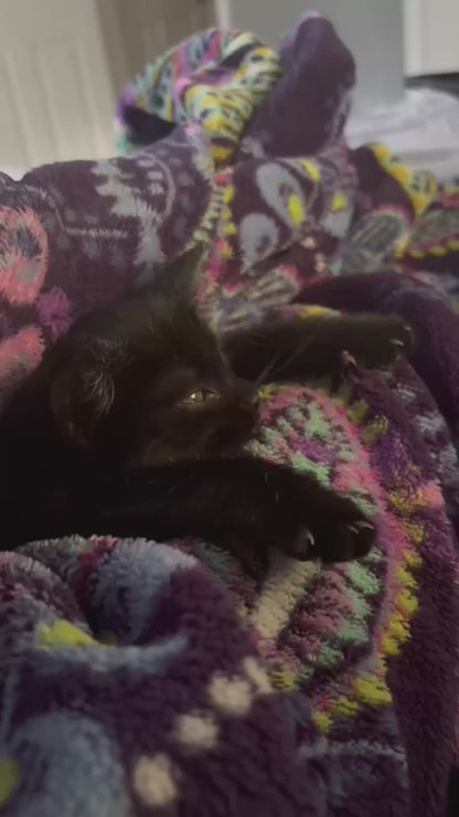 Black Kitten lets out the Most Adorable Yawn