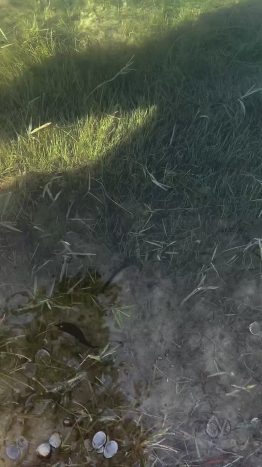 Man Releases Baby Turtle Into the Wild