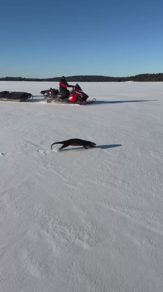 Otter Running and Sliding on Ice