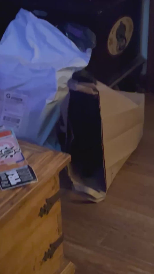 Black Cat Sits in Paper Bag While Chewing the Handle