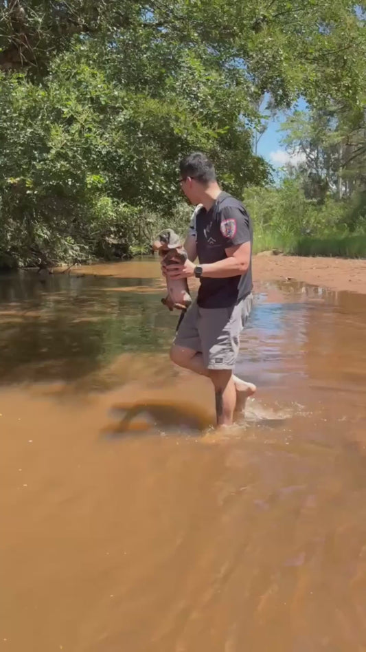 Dog Tries to Swim Despite Not Being in the Water