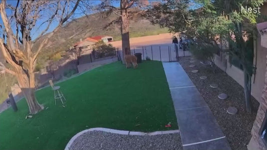 Protective Alpaca Scares Off Wandering Dog