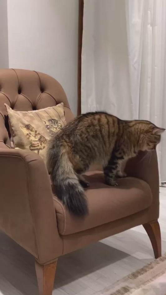 Cat Sits on the Couch Like He Owns the Place