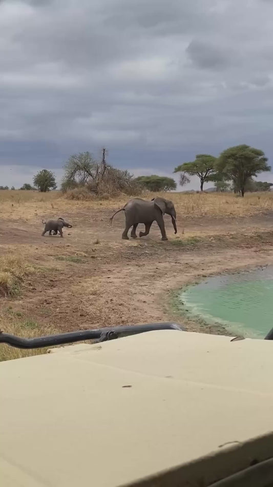 Baby Elephant Stumbles While Following Its Mother