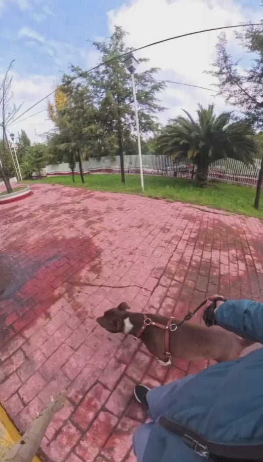 Funny Interaction Between Two Dogs at a Park