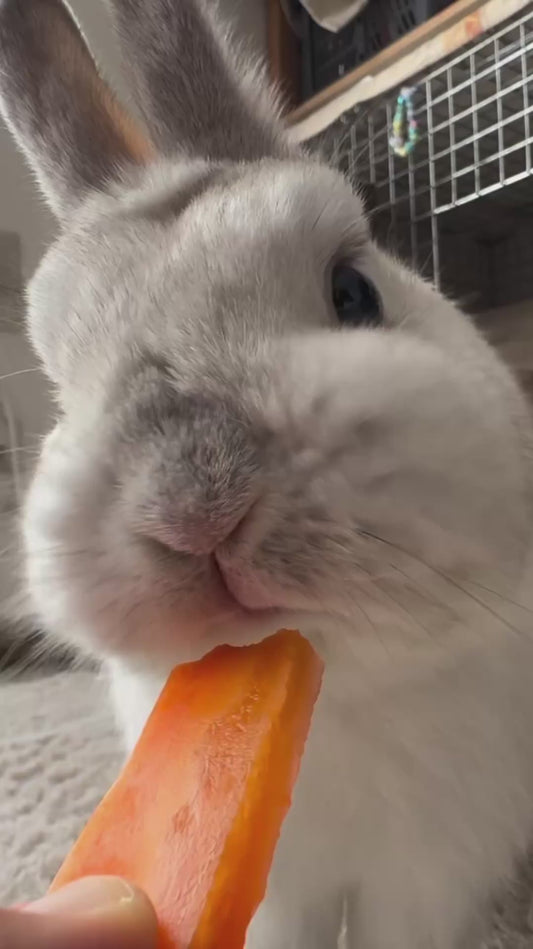 Close-Up of a Rabbit Eating a Carrot