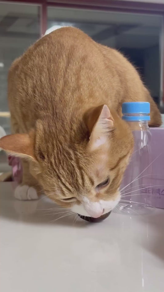 Cat Hilariously gets Food Stuck on Tooth