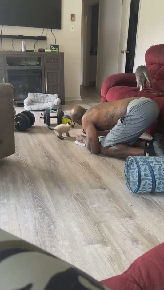Siamese Kitten and Owner Have Hilarious Confrontation