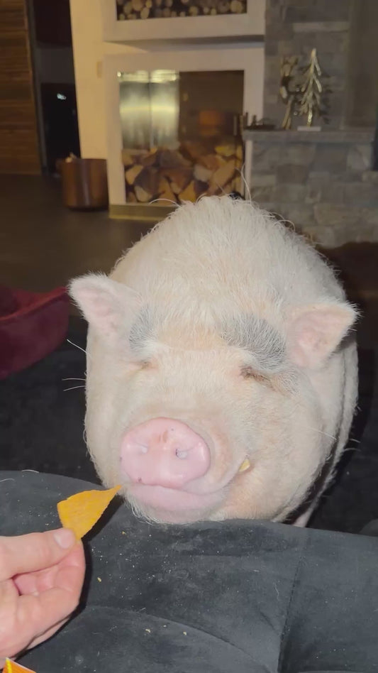 Pig Munches on a Chip