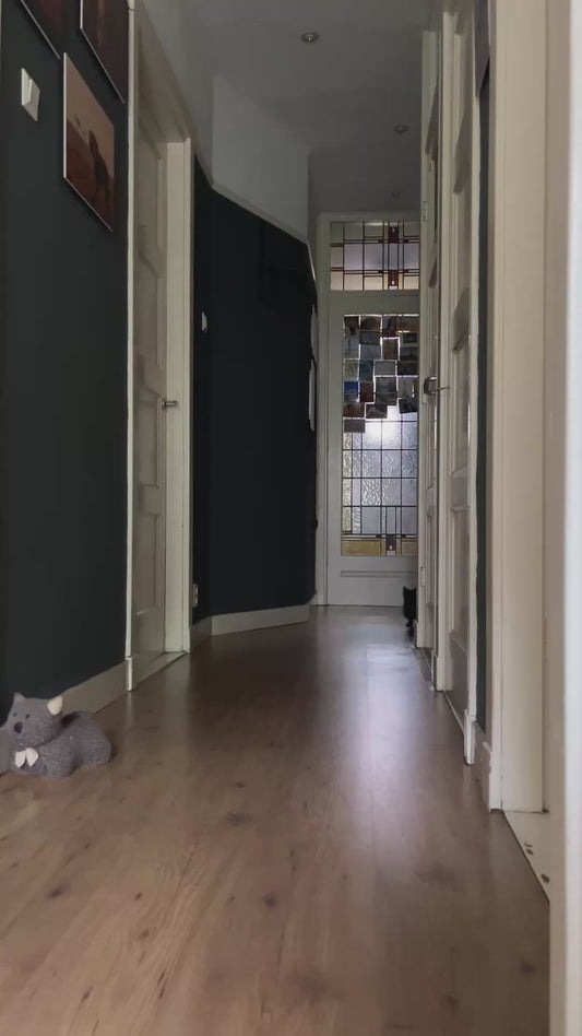 Kittens Playfight and Chase Each Other Through the Hallway