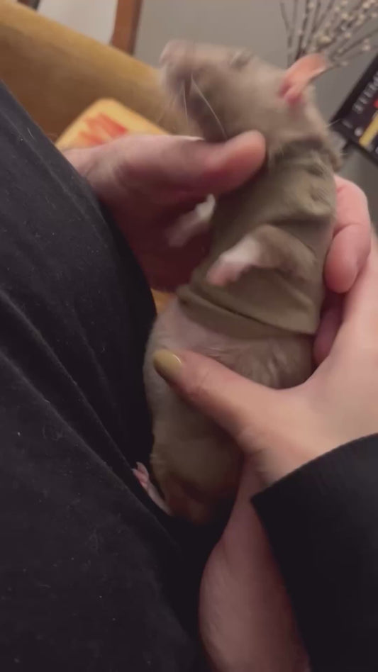 Pet Rat Wears Post-Surgery Vest