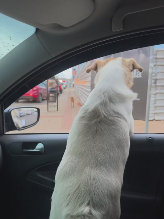 Stray Dog Longingly Watches Domestic Pup from the Street